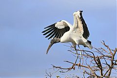 Wood Stork